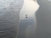 20200421シギ.JPG