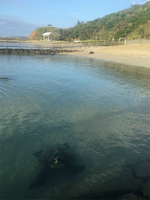 20200530_亀さんと一緒にいい朝.jpg