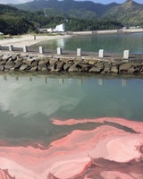 20200715_珊瑚の産卵.JPG